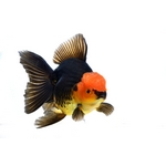 Fancy Goldfish - Carassius auratus Fancy Goldfish - Carassius auratus